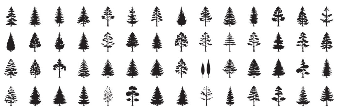 Forest trees set. Isolated vector silhouette. Coniferous forest. Christmas tree, fir-tree, pine, pine-tree, Scotch fir, cedar. A minimalist vector graphic illustration of a mountain landscape .