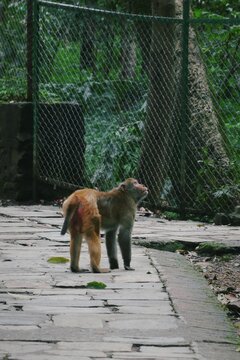 Monkey of nepal
