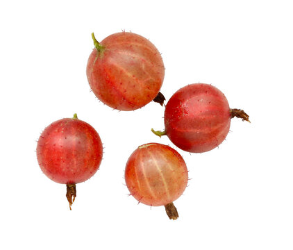 fresh organic red gooseberries isolated on white background