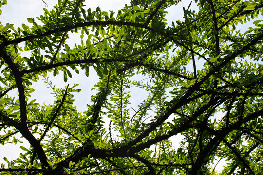 Green leaves pattern, Low angle view of branch tree against bright sky