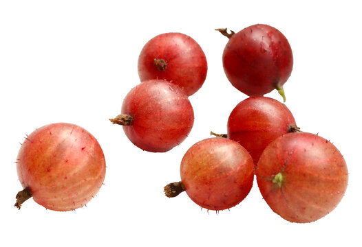 fresh organic red gooseberries isolated on white background