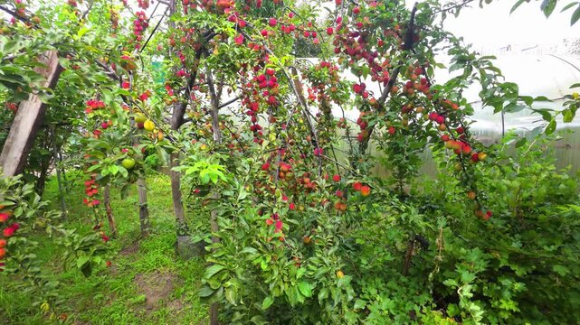 Abundant plum harvest in a vibrant garden, showcasing numerous ripe red, yellow, and green plums hanging from fruit trees amidst lush green foliage and a clear sky