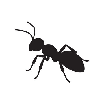 vector silhouette of an ant isolated on white background