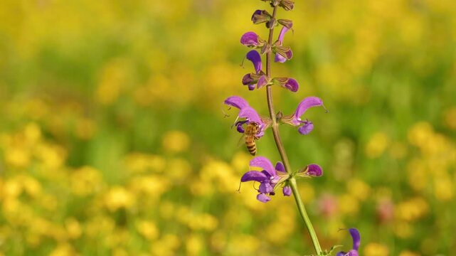 A bee collects pollen from a meadow clary flower as the purple blooms gently sway in a light breeze in a sunlit summer meadow.
