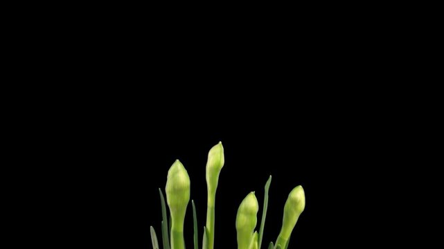 Timelapse of Narcissus 'Bridal Crown' flowers blooming, isolated on a transparent background with alpha channel. Ideal for compositing, motion graphics, VFX, advertising, spring-themed presentations