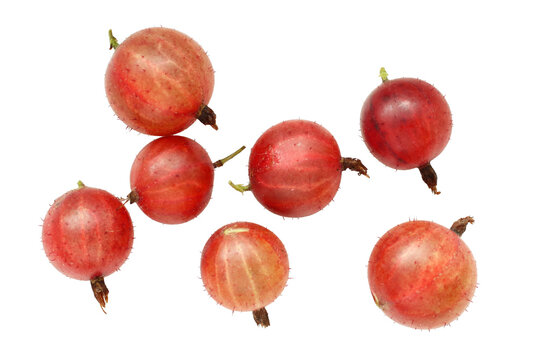 fresh organic red gooseberries isolated on white background