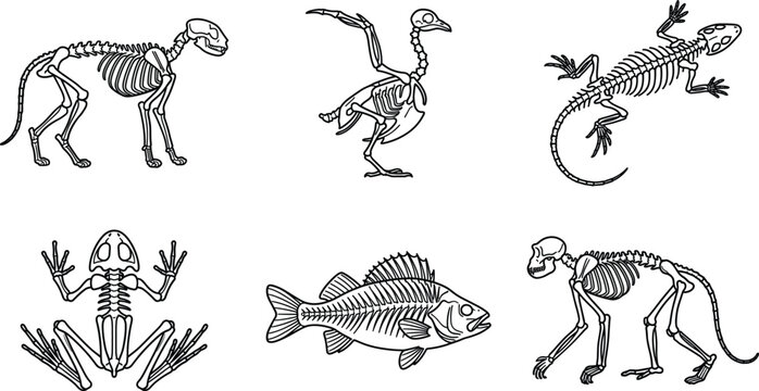 Animal skeleton collection featuring line art vector illustrations of dog bird lizard frog fish and monkey anatomy for science education