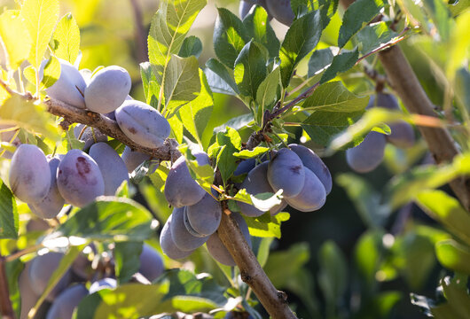 Plums on the branch of the plum-tree