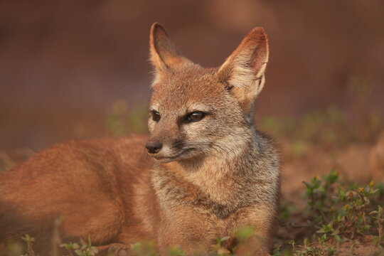 Bengal fox (Vulpes bengalensis) lying down and looking left on Masai Plateau near Panhala fort.

