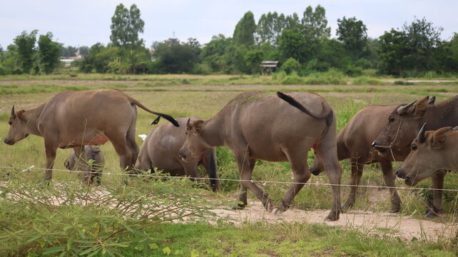 The image depicts a group of five water buffaloes walking along a grassy area separated by a thin wire fence in a rural setting