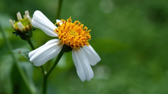 Close-up of White Wild Grass Flower