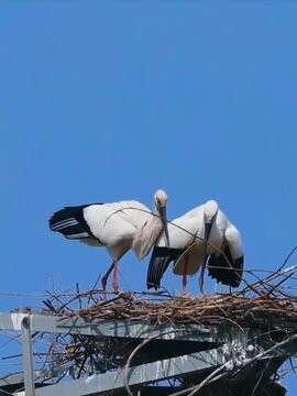 White Stork Male Landing on Nest Beside Female and Calling Together