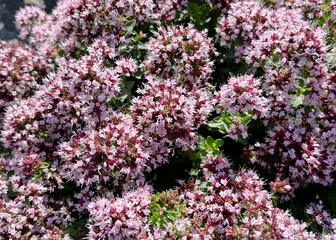 Obraz premium Blooming Oregano Herb Flowers in Garden