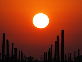 fantástico amanecer sobre los campo frutales de Golmés en un verano caluroso, Lérida, España, Europa © Nieves