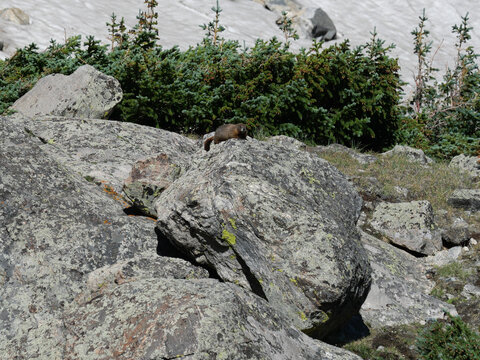 Yellow-bellied Marmot Standing Watch on a Boulder Along the Isabelle Glacier Trail, Colorado