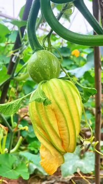 New pumpkin on gourd