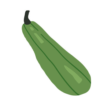 Long green zucchini with soft highlights and dark stem. Hand drawn vector illustration.