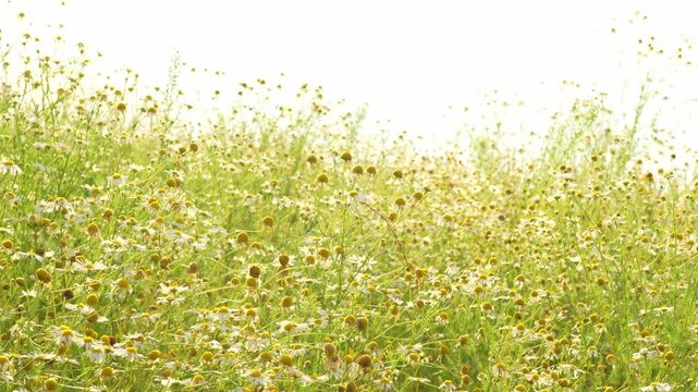 Daisy floral field with white daisies sway in a wind at sunset. Chamomile meadow in summer, natural summer background, 4k