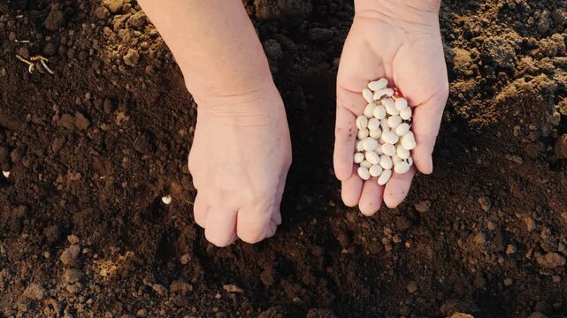 Hands planting white bean seeds into dark soil during daylight in garden.