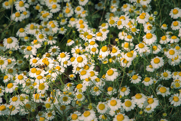 A field full of white daisies with yellow centers on a summer day, Bellis perennis, Konstanz, Baden-Wuerttemberg, Germany © Fotografierereien