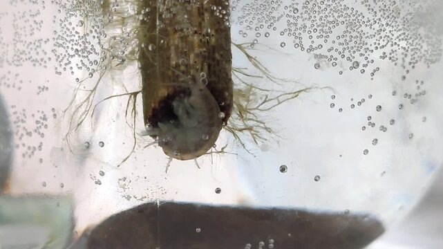 Freshwater shrimp-like amphipod suspended in clear water inside a transparent container. Aquatic ecosystems, invertebrate research, species observation.