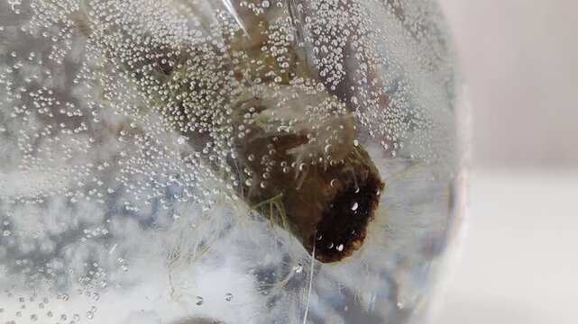 Freshwater amphipod, commonly known as Gammarus or freshwater shrimp, inside a transparent jar filled with water. Aquatic biodiversity, species identification, freshwater ecology.