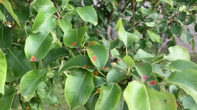 Pear tree leaves showing orange-red rust spots caused by fungal infection. Close-up. Plant disease symptoms useful for agricultural diagnostics, gardening education, or pest control visuals.