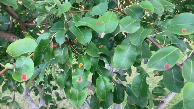 Pear tree leaves showing orange-red rust spots caused by fungal infection. Close-up. Plant disease symptoms useful for agricultural diagnostics, gardening education, or pest control visuals.