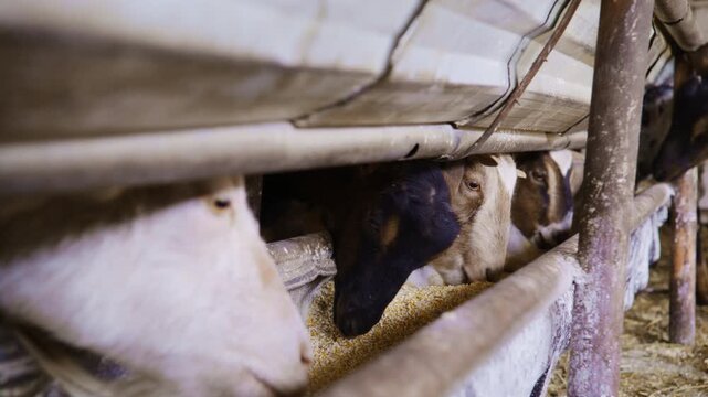 Close-up shot of domestic goats eagerly eating grain feed from a long metal trough inside an agricultural barn.