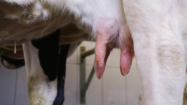 Extreme close-up view of a dairy cow's udder and teats as the animal stands in an indoor farm milking parlor facility.