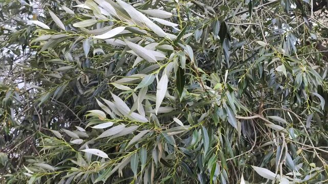 Salix alba white willow branches and green leaves moving in a strong wind outdoors. Dynamic natural movement.