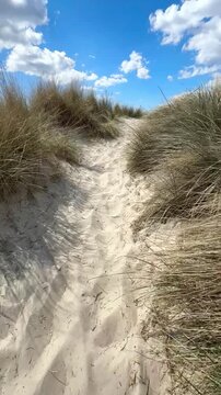 walking path through sand dunes near the beach