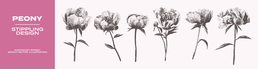 Obraz premium Vintage botanical set of peony flowers with grunge photocopy effect. Retro dotted texture illustrations of peony buds, steams, leaves. Nature floral design. Stippling grainy art in halftone tones