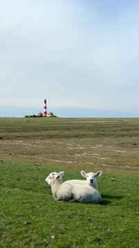 cute lambs infront of the lighthouse Westerhever