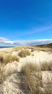 untouched nature with dune grass and sand dunes