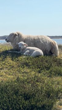 sheep and lamb on the beach