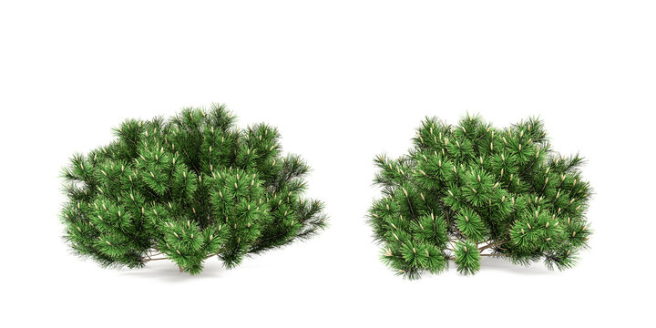 Two green pine shrubs isolated on white background