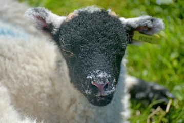A lamb in a field near Ribblehead in the Yorkshire Dales National Park © davidyoung11111
