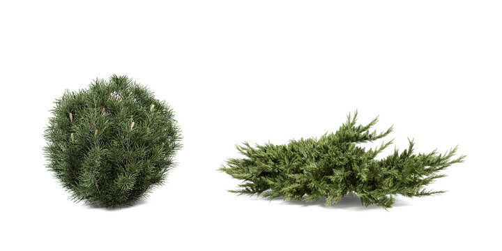 Two pine bushes isolated on white background, botanical element