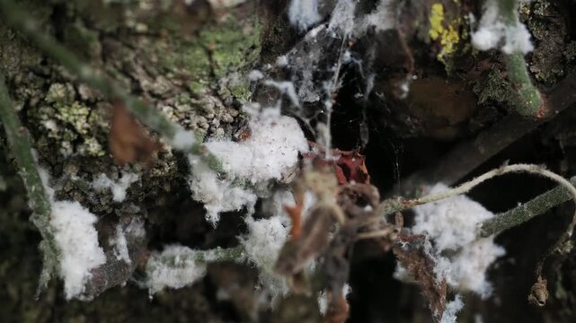 Macro close-up of woolly aphids (family Aphididae) feeding on plant sap beneath a white waxy covering.