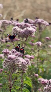 Viele Admirale auf Wasserdost &ndash; Schmetterlingsansammlung im Sommer - Viele Admirale (Vanessa atalanta) besuchen gleichzeitig bl&uuml;henden Wasserdost. Die Schmetterlinge nutzen die nektarreichen Bl&uuml;ten al