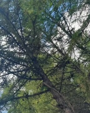 trees in the forest