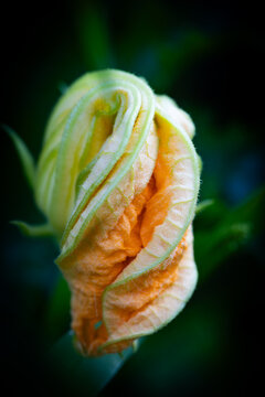 beautiful zucchini flower in organic garden garden