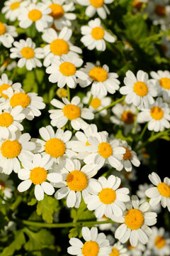 natural small white meadow flowers with sunlight