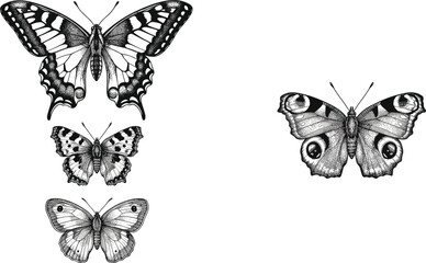 Vintage style swallowtail and peacock butterfly engraving vector illustration elements isolated on white background © MSTLUTFA