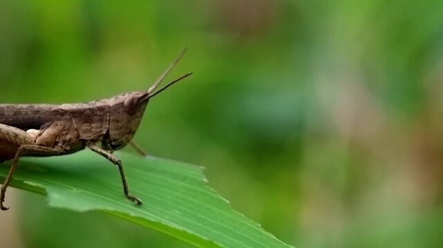 Macro Brown Grasshopper Moving Forward (Acrididae) Farm Hazard 4K