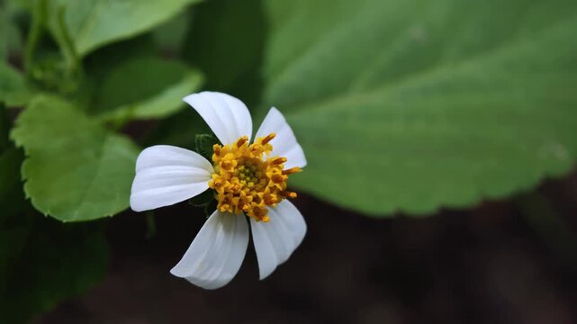 Close-up of White Wild Grass Flower
