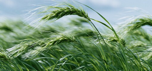 Obraz premium Barley plants waving in sunlight under a clear blue sky, symbolizing healthy growth and agricultural vitality.