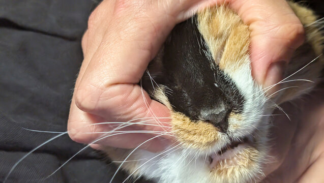 Gentle hand holds cat's mouth open for giving medicine on soft surface during day