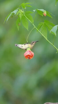 Iridescent Sunbird Flying Towards Hanging Chinese Lantern Flower in Nature